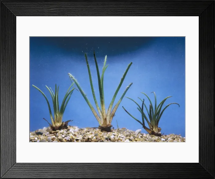 Framed Print : Quillwort. JC-87. Quillwort. Isoetes lacustris Framed Print : Quillwort. JC-87. Quillwort. Isoetes lacustris