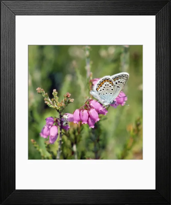 Framed Print : Silver-studded Blue Butterfly - male Framed Print : Silver-studded Blue Butterfly - male