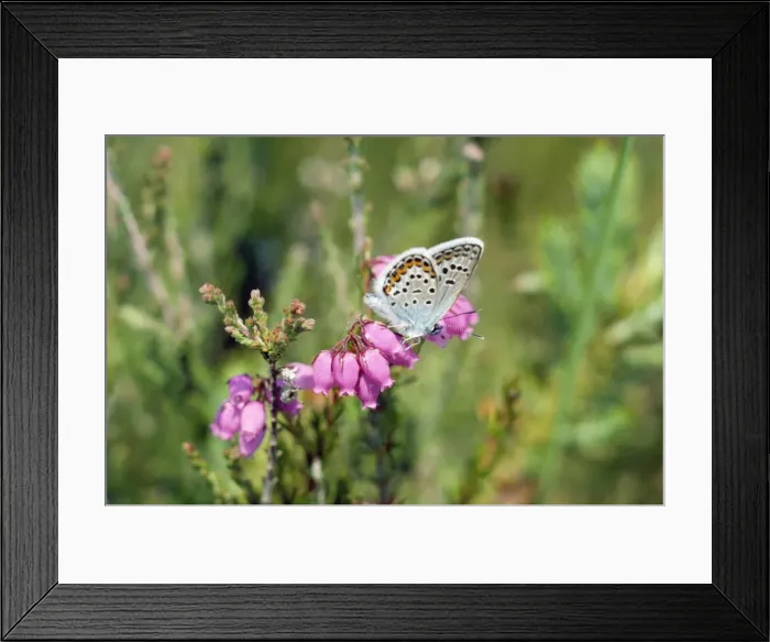Framed Print : Silver-studded Blue Butterfly - male Framed Print : Silver-studded Blue Butterfly - male