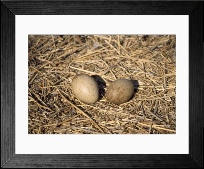 Framed Print : Common Crane - nest with eggs Framed Print : Common Crane - nest with eggs