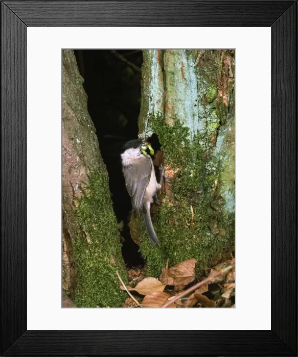 Framed Print : Marsh Tit - with grub in beak at nest hole