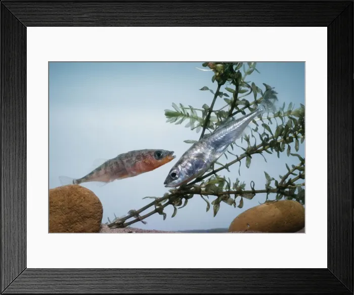 Framed Print : 3 Spined Stickleback Pair, European Freshwater (cold) Framed Print : 3 Spined Stickleback Pair, European Freshwater (cold)