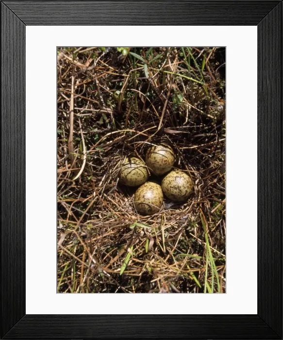 Framed Print : Ruff - nest with eggs Framed Print : Ruff - nest with eggs