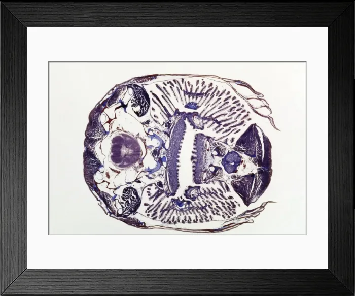 Framed Print : Microscopic Fish Gill - tranverse section through gill region of fish. Fish anatomy Framed Print : Microscopic Fish Gill - tranverse section through gill region of fish. Fish anatomy