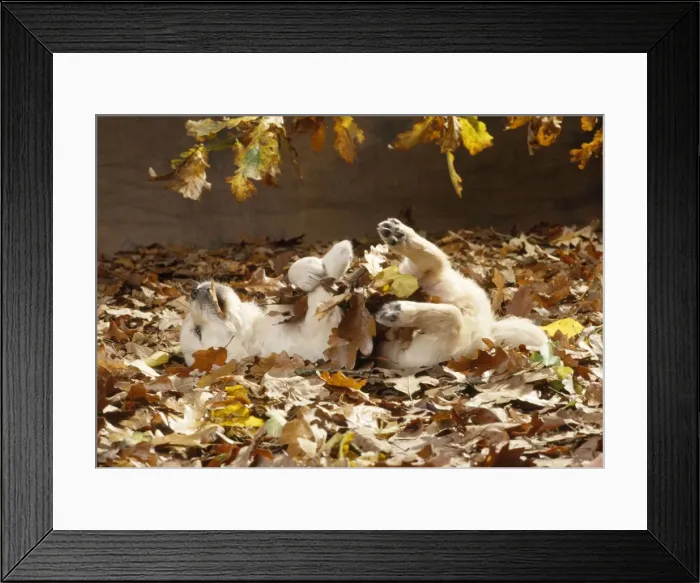 Framed Print : Golden Retriever Dog - puppy in leaves Framed Print : Golden Retriever Dog - puppy in leaves
