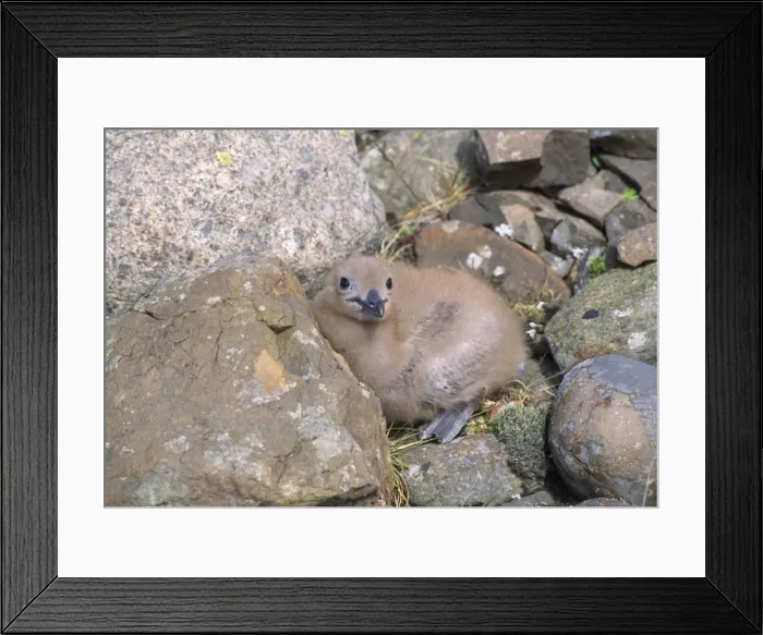 Framed Print : Great Skua - chick Framed Print : Great Skua - chick