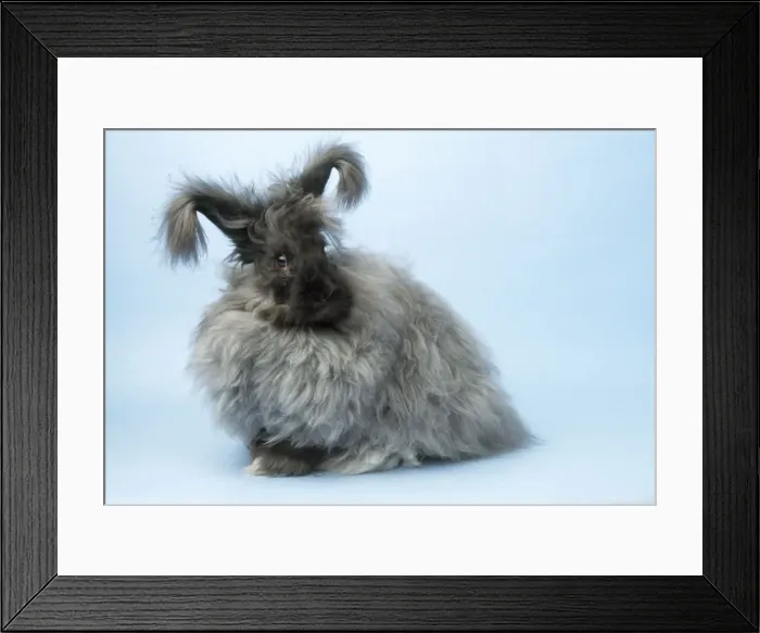Framed Print : Angora Rabbit Framed Print : Angora Rabbit