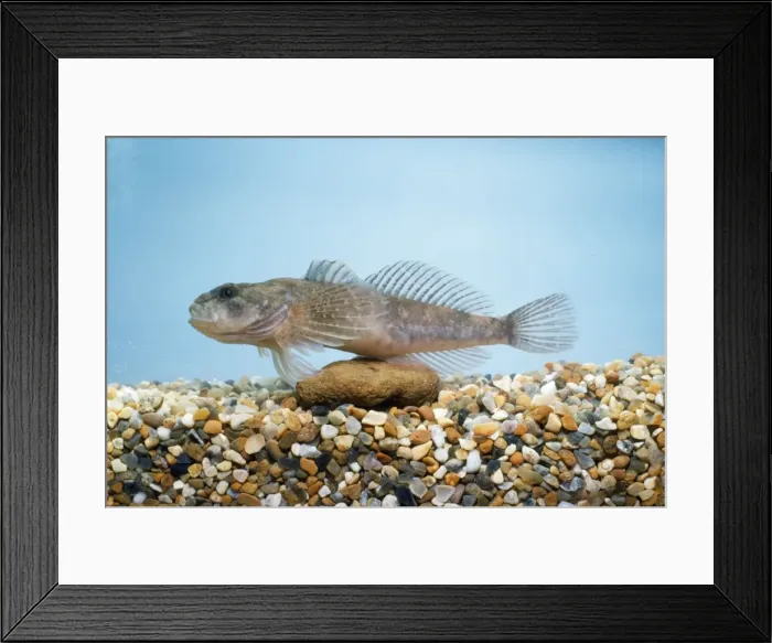 Framed Print : Bullhead / Miller's Thumb Framed Print : Bullhead / Miller's Thumb