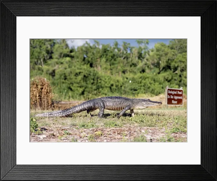 Framed Print : American Alligator Everglades National Park, USA Framed Print : American Alligator Everglades National Park, USA