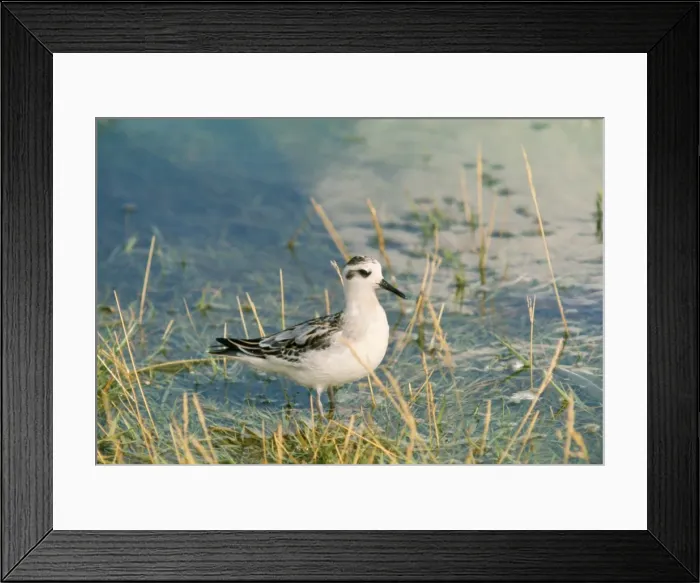 Framed Print : Grey Phalarope - in water. Winter Framed Print : Grey Phalarope - in water. Winter