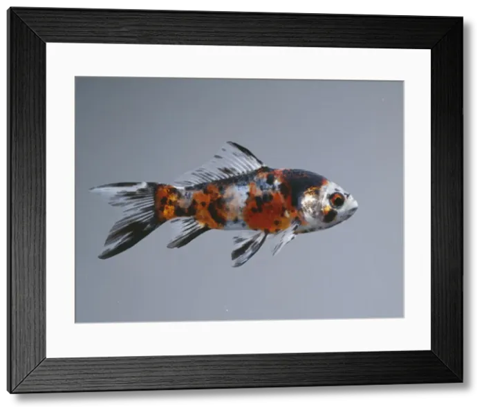 Framed Print : Shubumpkin BB 380 © John Daniels / ARDEA LONDON Framed Print : Shubumpkin BB 380 © John Daniels / ARDEA LONDON