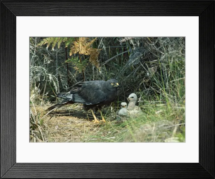 Framed Print : Black Harrier - at nest with chicks - South Africa Framed Print : Black Harrier - at nest with chicks - South Africa