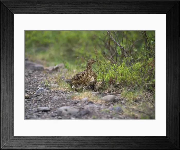 Framed Print : Ptarmigan - female with chicks Framed Print : Ptarmigan - female with chicks