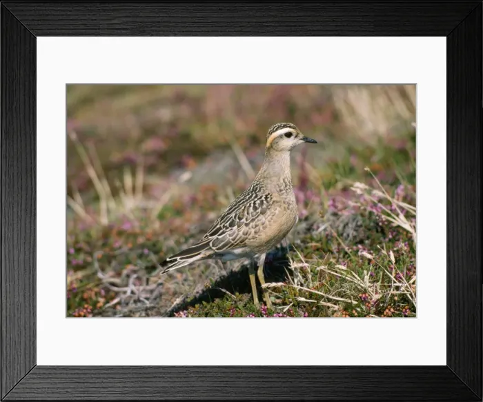 Framed Print : Dotterel - on nest Framed Print : Dotterel - on nest