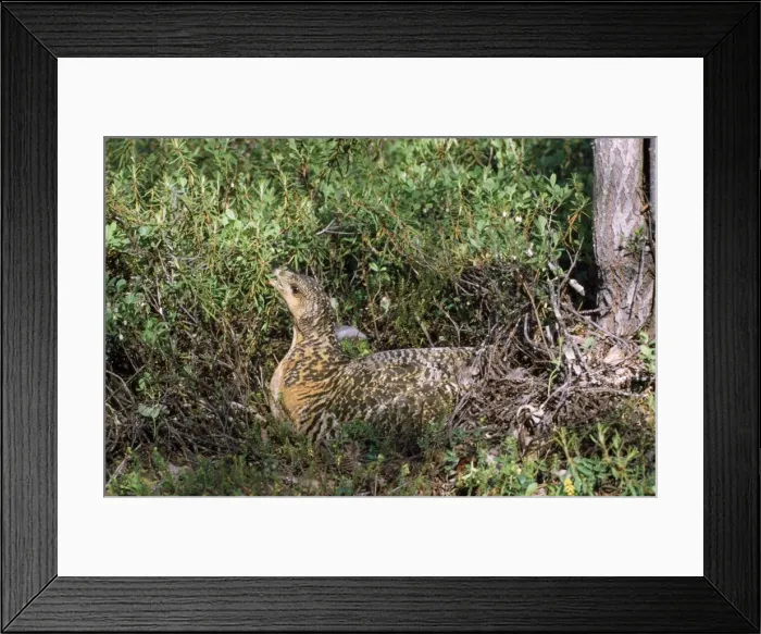 Framed Print : Capercaillie - female at nest Framed Print : Capercaillie - female at nest