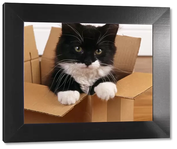 Cat - Black and White Kitten - looking out from cardboard box