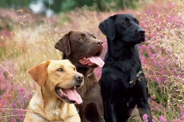 Yellow, Chocolate & Black Labrador Dogs