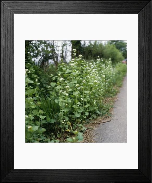 Framed Print : Garlic Mustard / Jack by the Hedge Framed Print : Garlic Mustard / Jack by the Hedge