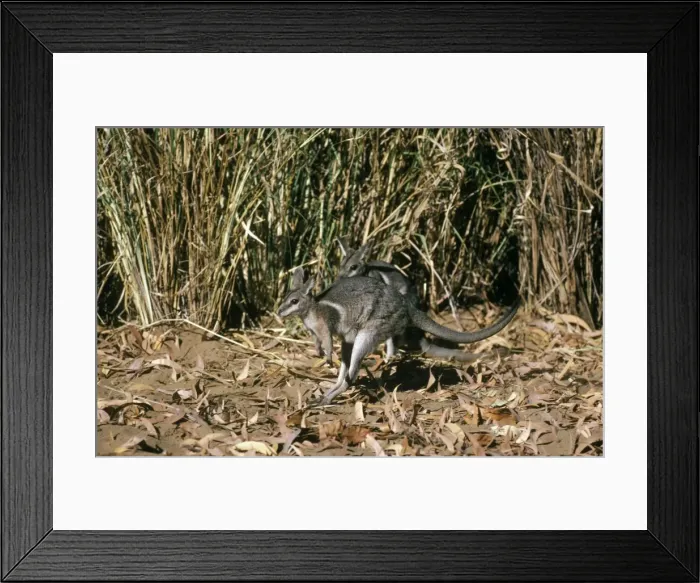 Framed Print : Bridled Nailtail Wallaby Framed Print : Bridled Nailtail Wallaby