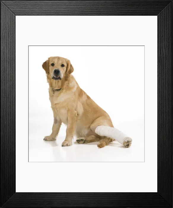 Framed Print : Dog - with leg in plaster cast Framed Print : Dog - with leg in plaster cast