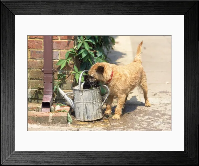 Framed Print : Dog - drinking from watering can Framed Print : Dog - drinking from watering can