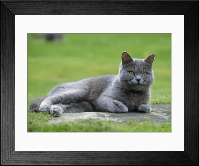 Framed Print : Cat - grey cat lying down in the garden Framed Print : Cat - grey cat lying down in the garden