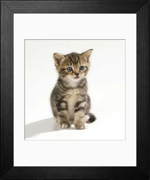 Framed Print : Cat - kitten 35 days old Framed Print : Cat - kitten 35 days old