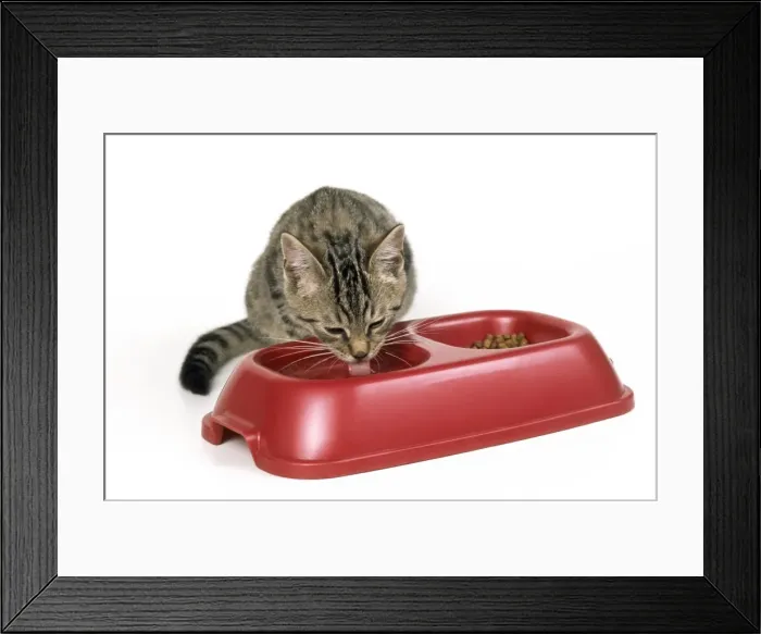 Framed Print : Cat - Tabby kitten drinking Framed Print : Cat - Tabby kitten drinking