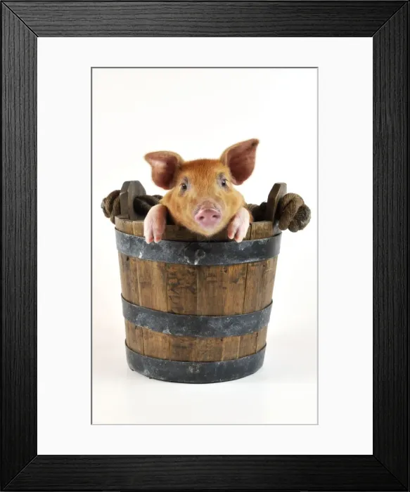 Framed Print : Pig. Large white cross piglet in bucket Framed Print : Pig. Large white cross piglet in bucket