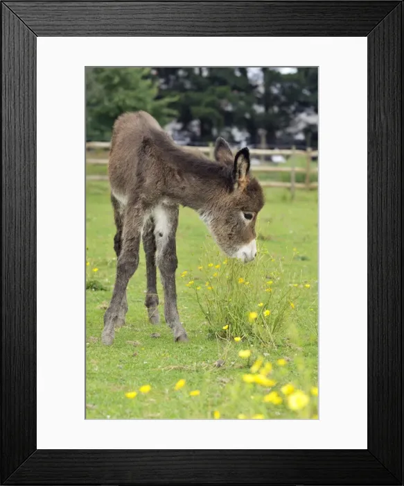 Framed Print : Donkey - baby 5 days old Framed Print : Donkey - baby 5 days old