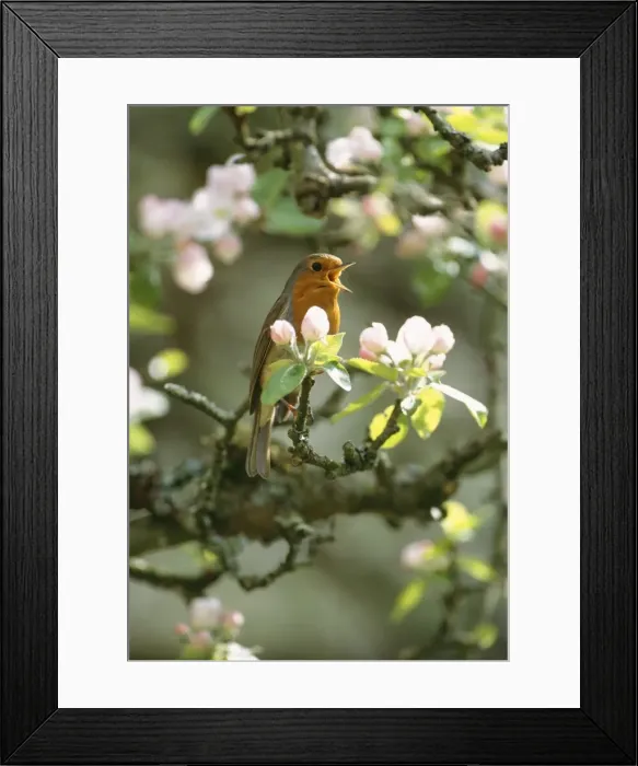 Framed Print : Robin - singing - in apple blossom