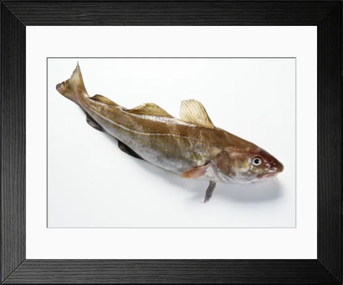 Framed Print : Cod. JD-17537. Atlantic COD. Studio, recently caught Framed Print : Cod. JD-17537. Atlantic COD. Studio, recently caught