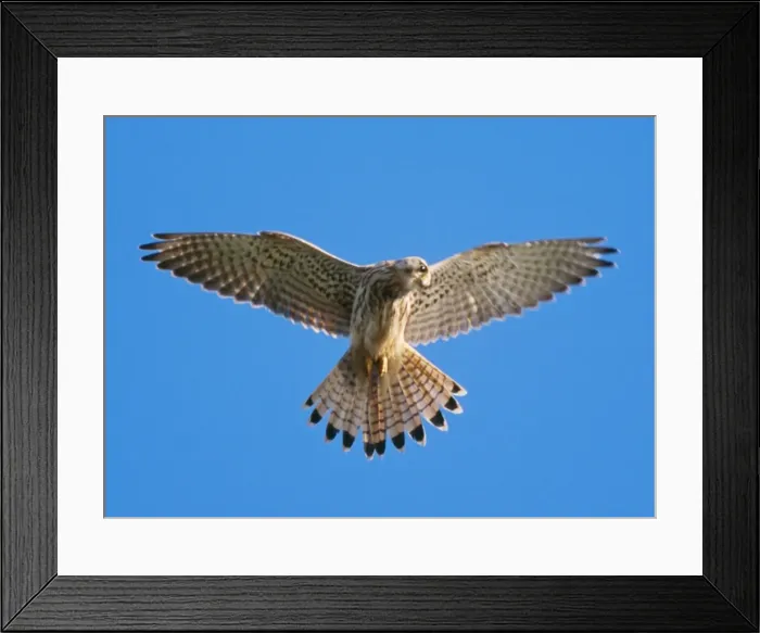 Framed Print : Kestrel - female in flight