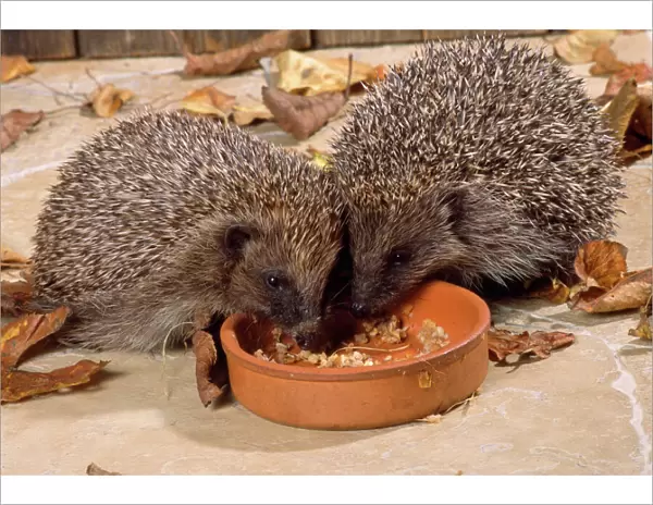 Hedgehog - eating from bowl