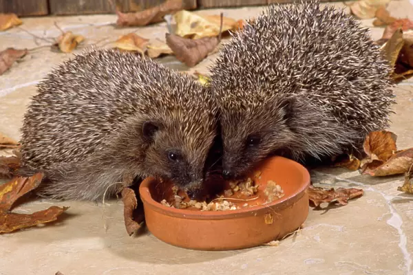Hedgehog - eating from bowl