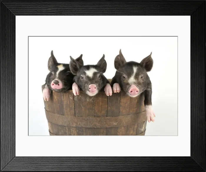 Framed Print : PIG. Berkshire piglets in a tub Framed Print : PIG. Berkshire piglets in a tub