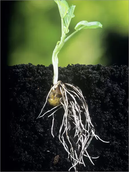 Broad Bean - showing root growth