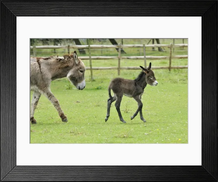 Framed Print : Donkey, baby 5 days old with adult Framed Print : Donkey, baby 5 days old with adult