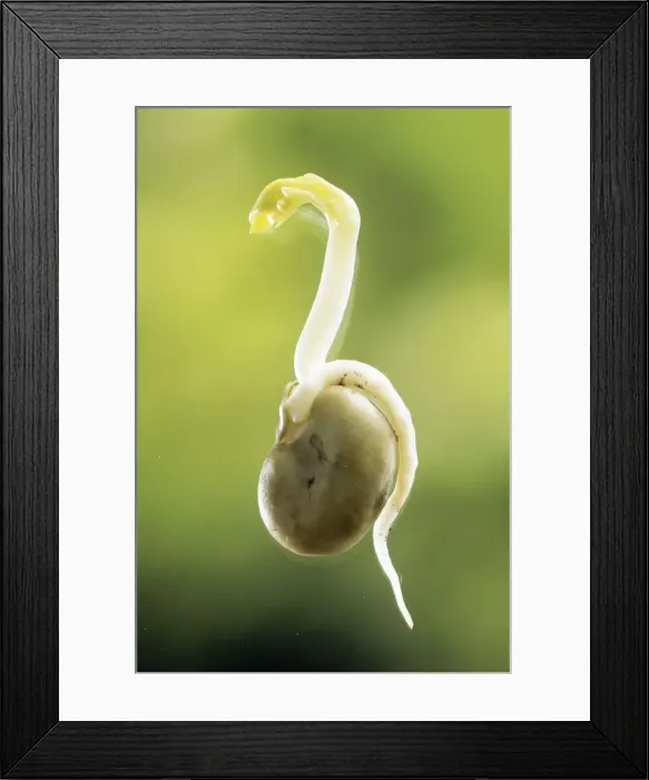 Framed Print : Broad Bean - showing root Framed Print : Broad Bean - showing root