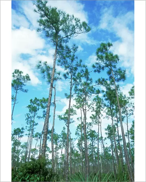 Slash Pine Everglades National Park, South Florida, USA