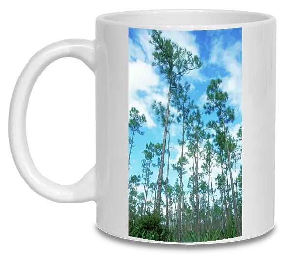 Slash Pine Everglades National Park, South Florida, USA