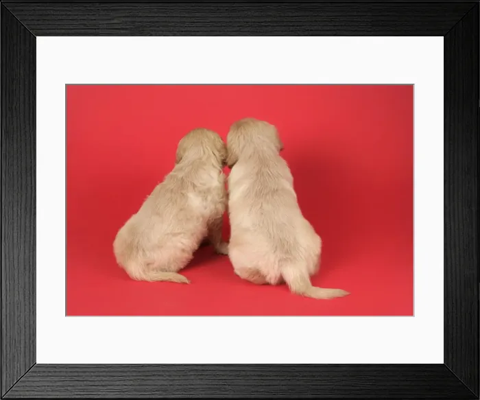 Framed Print : Dog. Golden Retriever puppies (6 weeks) rear view Framed Print : Dog. Golden Retriever puppies (6 weeks) rear view