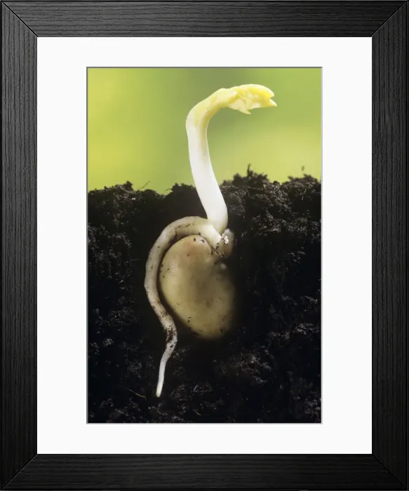 Framed Print : Broad Bean - showing root Framed Print : Broad Bean - showing root