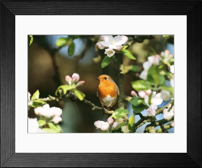 Framed Print : Robin - in apple blossom Framed Print : Robin - in apple blossom