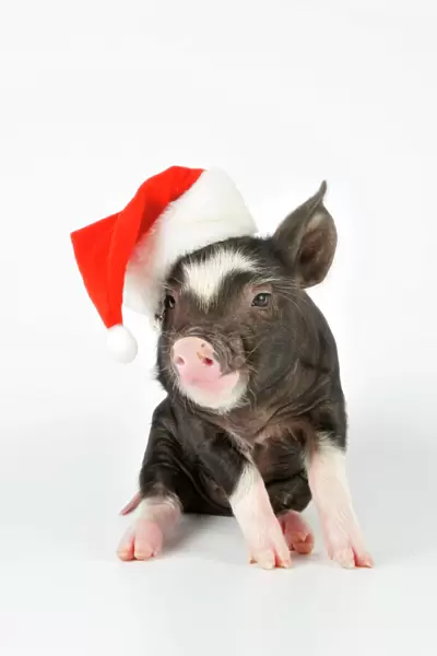 PIG. Berkshire piglet - wearing Christmas hat