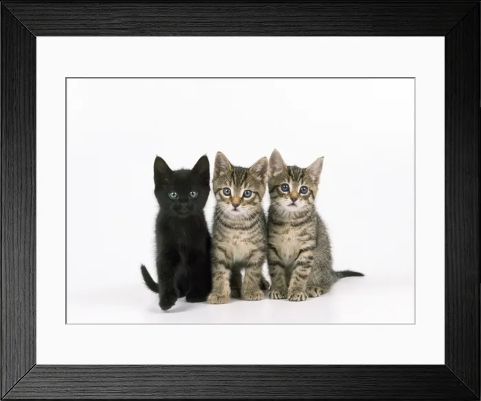 Framed Print : Cat - three kittens