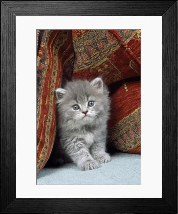 Framed Print : Cat - kitten with cushions