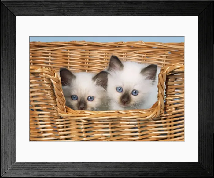 Framed Print : Cat - Birman kittens in basket Framed Print : Cat - Birman kittens in basket