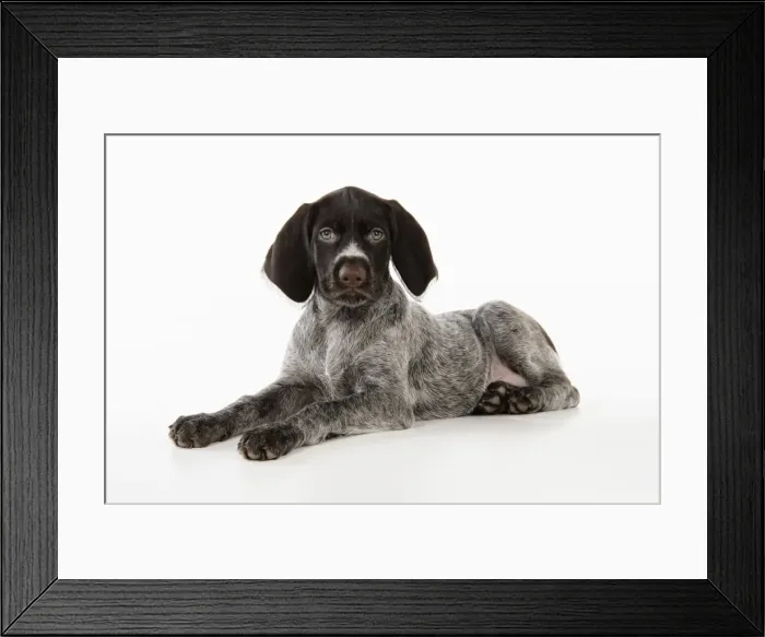 Framed Print : German Wire-Haired Pointer Dog - puppy (8 weeks old)