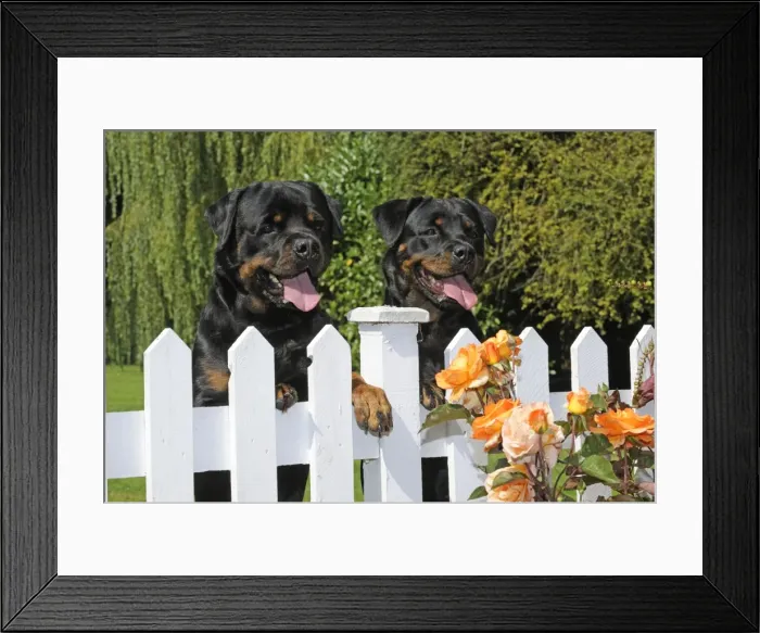 Framed Print : Dog - Rottweilers looking over fence Framed Print : Dog - Rottweilers looking over fence